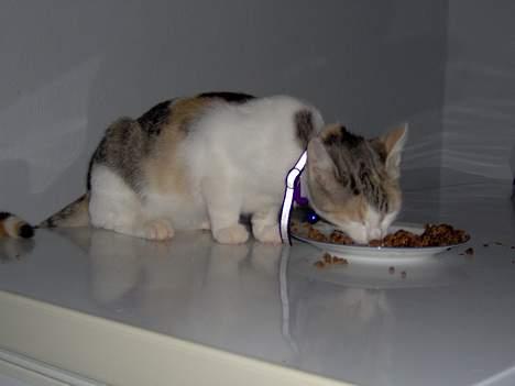 Huskat Mille billede 14