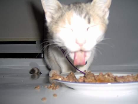 Huskat Mille billede 15