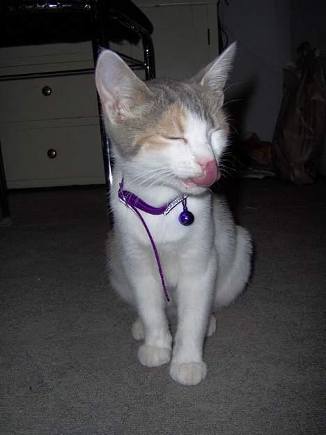 Huskat Mille billede 16