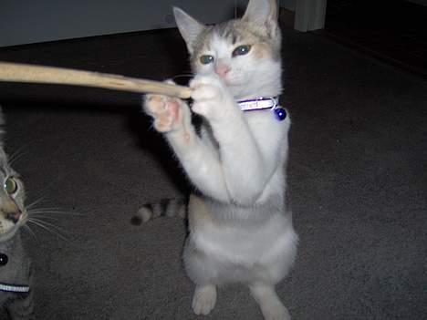 Huskat Mille billede 17