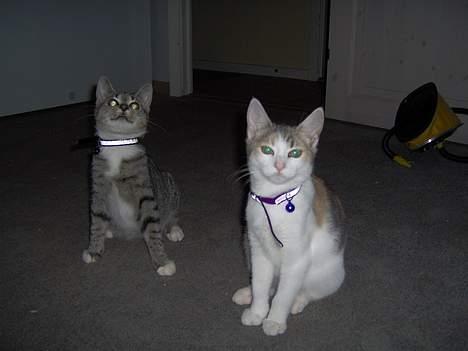 Huskat Mille billede 18