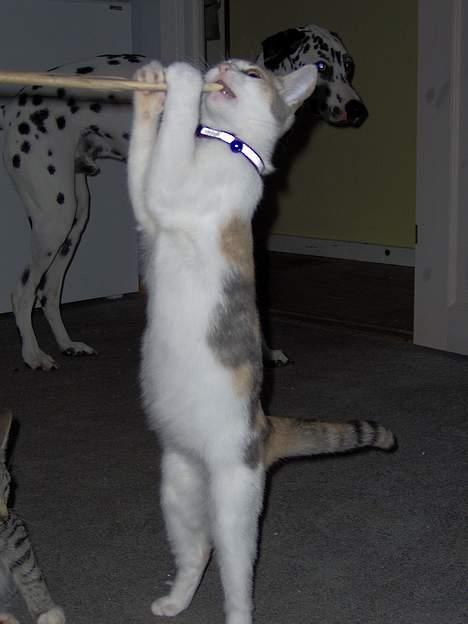 Huskat Mille billede 19