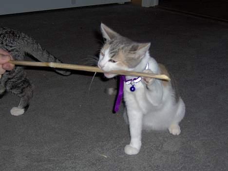 Huskat Mille billede 20