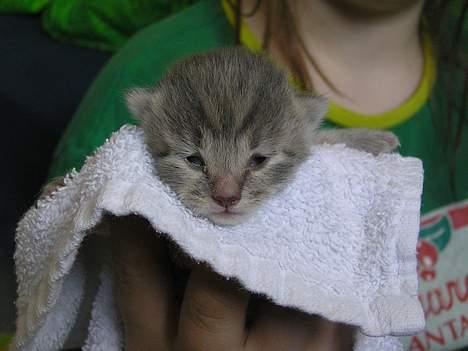 Blanding af racer Zizi - Her var hun ikke særlig gammel <´3  billede 14