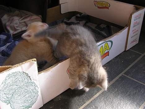 Blanding af racer Zizi - Viggo og Zizi i fuld gang med leg, men Zizi hopper ud af kassen, mens Viggo forgæves prøver at bide og lange ud efter hende d´: billede 15