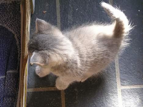 Blanding af racer Zizi - Oppefra, lillepigen gør sig klar til at angribe ! billede 16