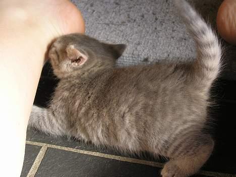 Blanding af racer Zizi - Hun synes lige hun skulle dø min fod lidt d´:  billede 17