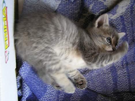 Blanding af racer Zizi - Give me 5 !! billede 18