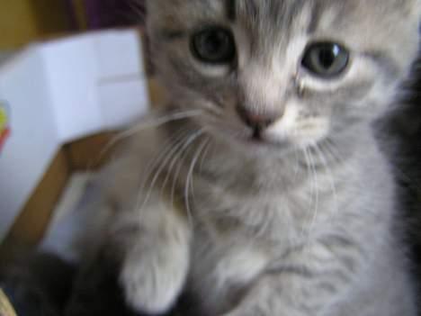 Blanding af racer Zizi - Og så lige et nærbilled af den lille skønhed <´3 billede 19