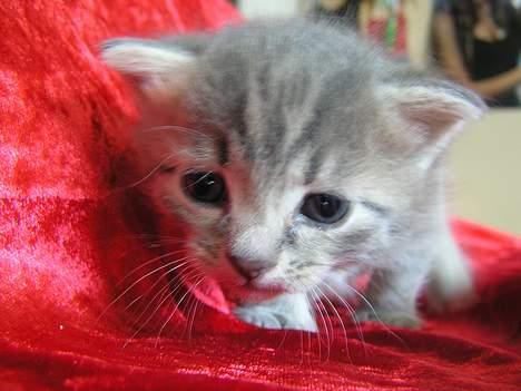 Blanding af racer Zizi - Nu vandrer hun væk, for nu blev det liiidt for meget med alt det fotografering d´:  billede 20