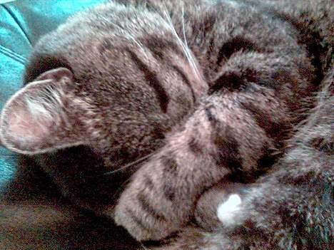 Huskat Tim billede 7