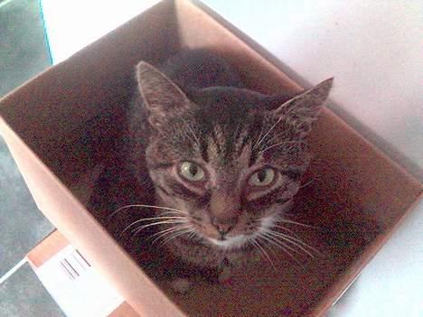 Huskat Tim billede 8