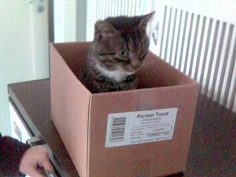 Huskat Tim billede 9