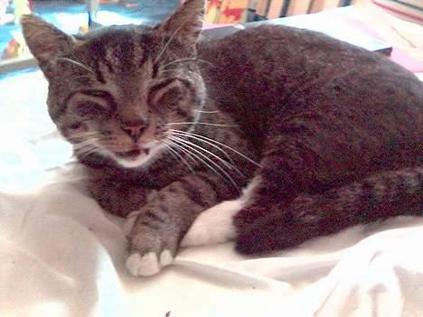 Huskat Tim billede 10