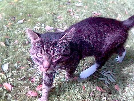 Huskat Tim billede 11