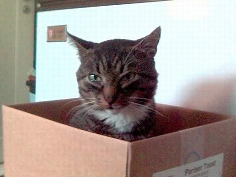 Huskat Tim billede 12