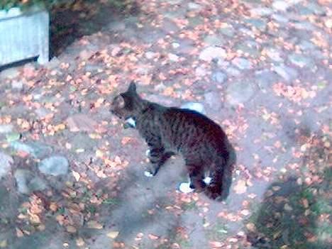 Huskat Tim billede 13