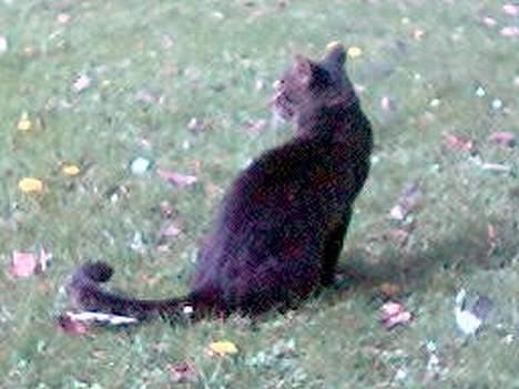 Huskat Tim billede 14