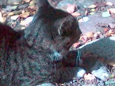 Huskat Tim billede 15