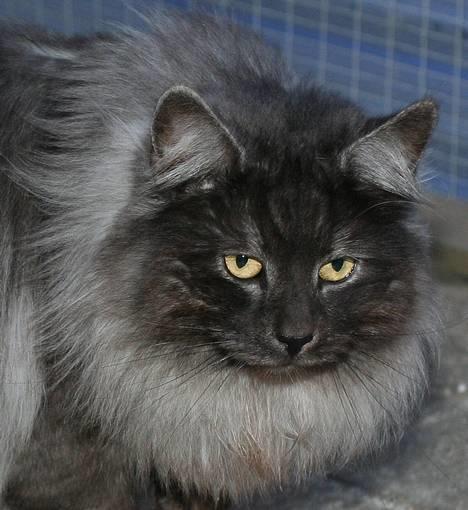 Norsk Skovkat Harley Felis Jubatus - Harley Felis Jubatus  billede 1