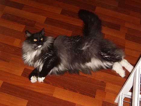 Norsk Skovkat Mufassa Valdemar Holm  billede 10