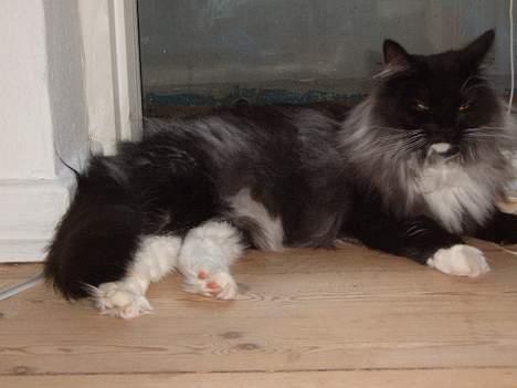 Norsk Skovkat Mufassa Valdemar Holm  - favoritplads i verden - vinduer! billede 11