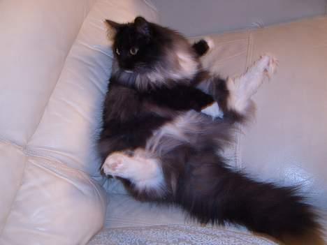 Norsk Skovkat Mufassa Valdemar Holm  - her sidder jeg lige i mors lædersofa og ser tv  billede 12