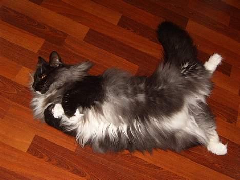 Norsk Skovkat Mufassa Valdemar Holm  billede 13