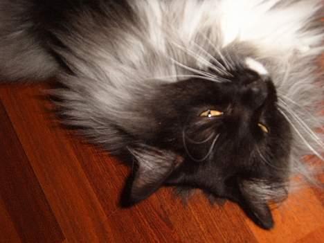 Norsk Skovkat Mufassa Valdemar Holm  billede 14