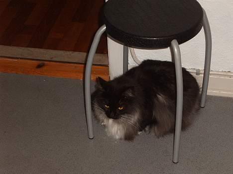 Norsk Skovkat Mufassa Valdemar Holm  billede 15