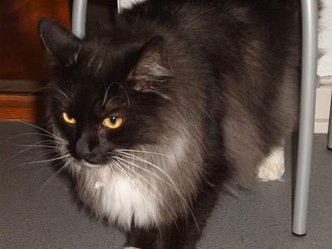 Norsk Skovkat Mufassa Valdemar Holm  billede 16