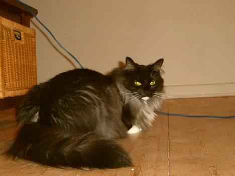Norsk Skovkat Mufassa Valdemar Holm  - hej hej - jeg er meget sød ... når jeg vil være det billede 17