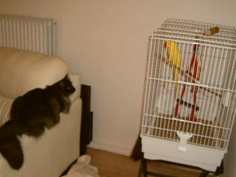 Norsk Skovkat Mufassa Valdemar Holm  - MUMS - fugl.. men faktisk gider jeg ikk fugl, kigger bare! billede 18