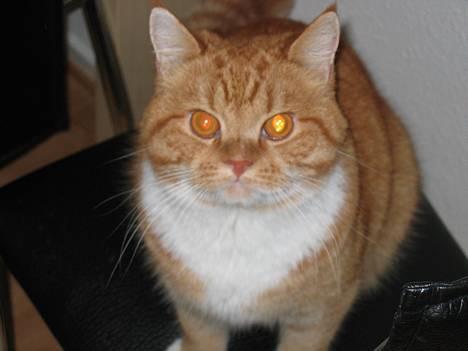 Blanding af racer Zimba billede 1