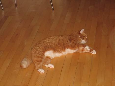 Blanding af racer Zimba billede 2