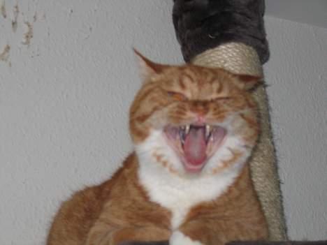 Blanding af racer Zimba billede 3