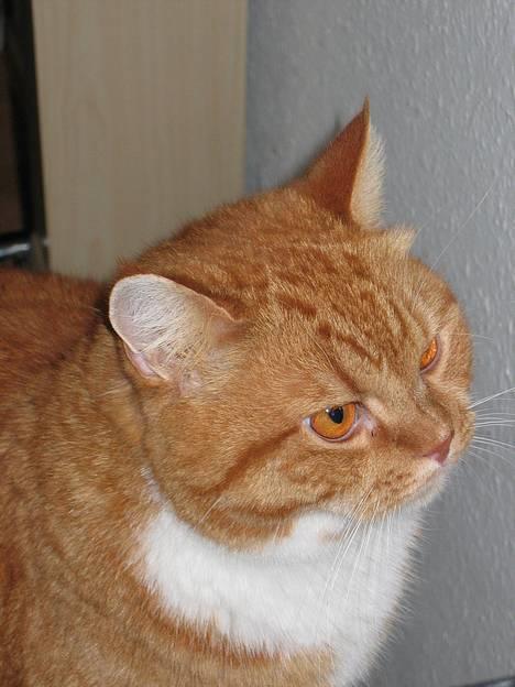 Blanding af racer Zimba billede 4