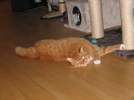 Blanding af racer Zimba billede 5