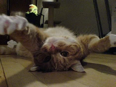 Blanding af racer Zimba billede 6