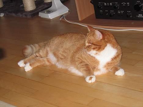 Blanding af racer Zimba billede 7