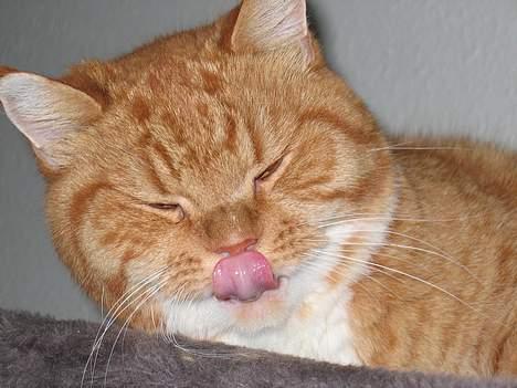 Blanding af racer Zimba billede 8