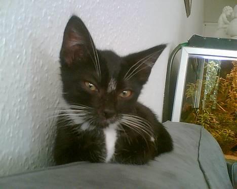 Huskat Zputnik billede 1