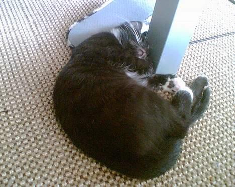 Huskat Zputnik billede 2