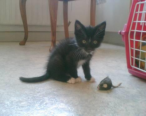 Huskat Zputnik billede 3