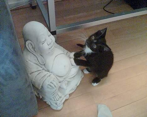 Huskat Zputnik billede 4