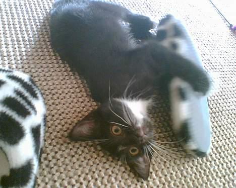 Huskat Zputnik billede 5