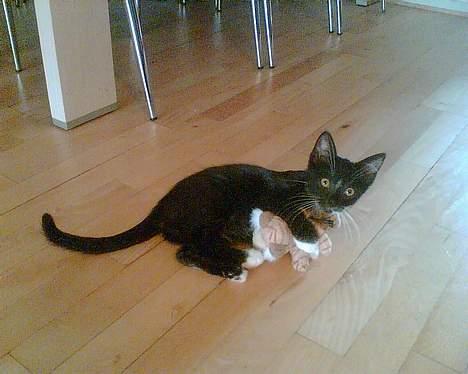 Huskat Zputnik billede 6