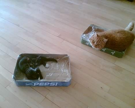 Huskat Zputnik billede 7