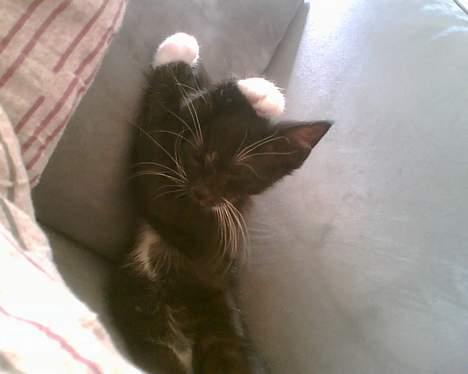 Huskat Zputnik billede 8