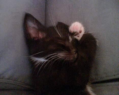 Huskat Zputnik billede 9